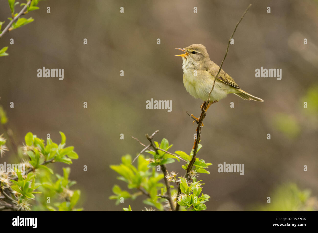 Willow warbler (Phylloscopus trochilus). A common singing bird on a green background. Bieszczady. Poland Stock Photo