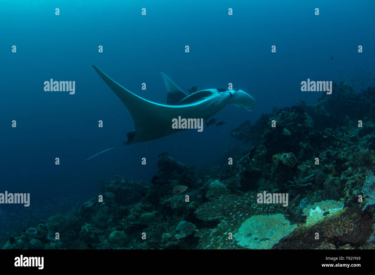 Giant oceanic manta ray ( Manta birostris ) swimming over a coral reef in Raja Ampat, West Papua, Indonesia. Stock Photo