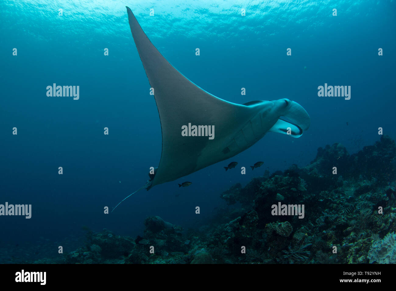 Giant oceanic manta ray ( Manta birostris ) swimming over a coral reef