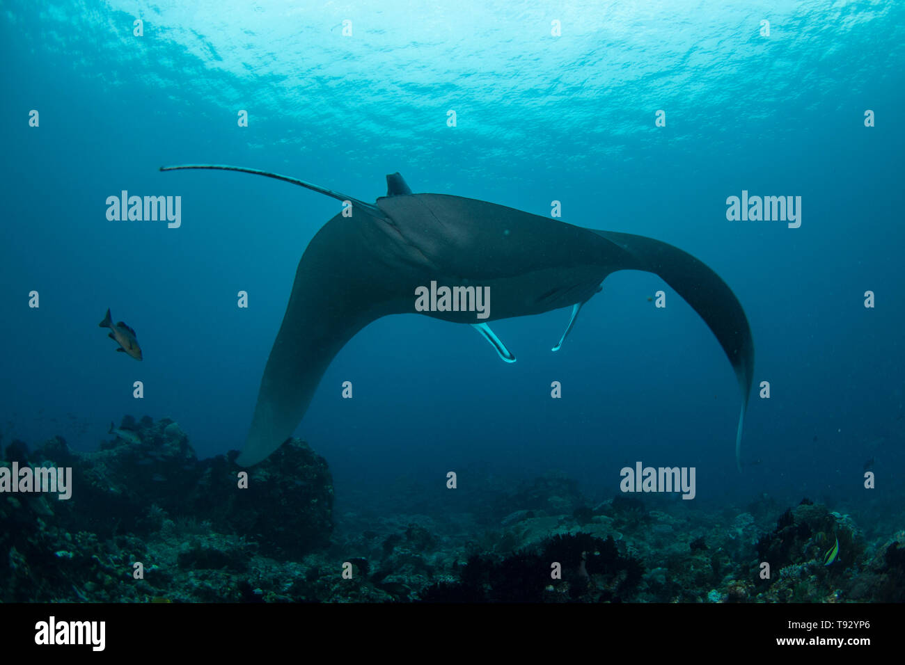 Giant oceanic manta ray ( Manta birostris ) swimming over a coral reef in Raja Ampat, West Papua, Indonesia. Stock Photo