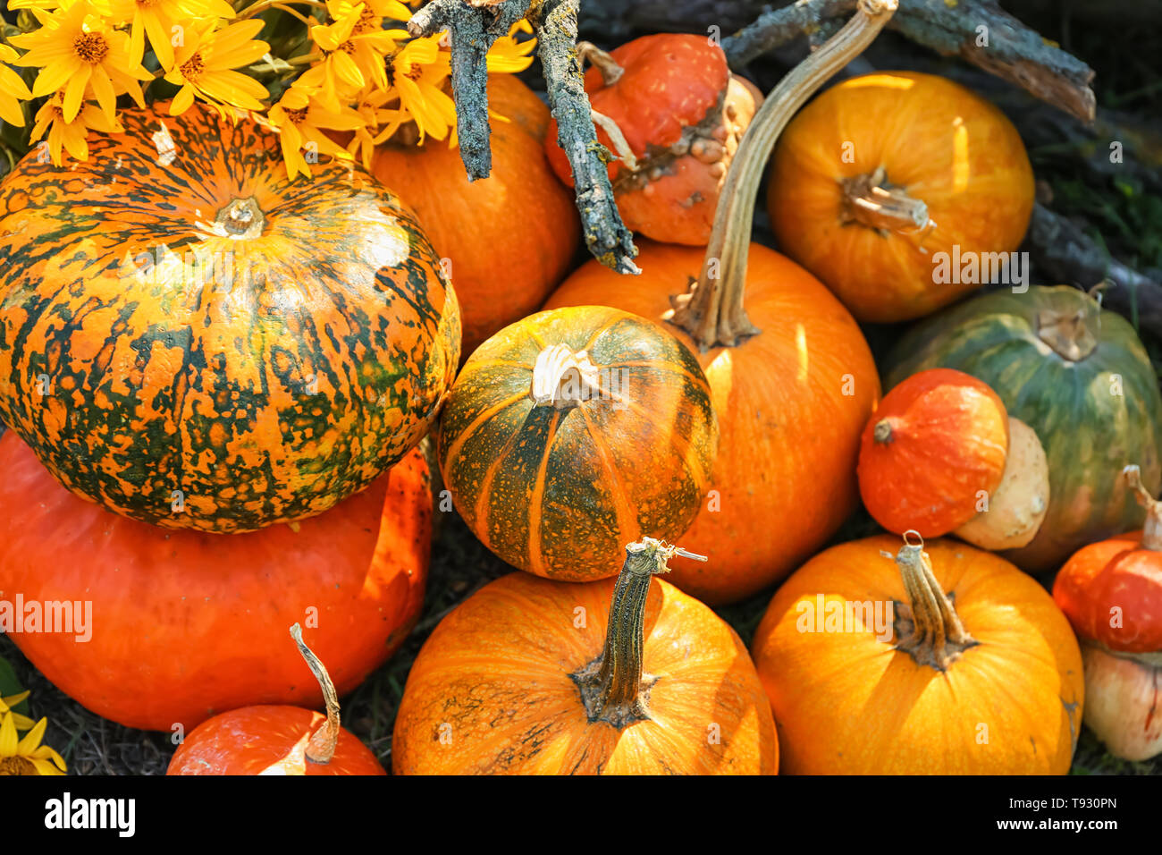 Different fresh pumpkins outdoors Stock Photo - Alamy
