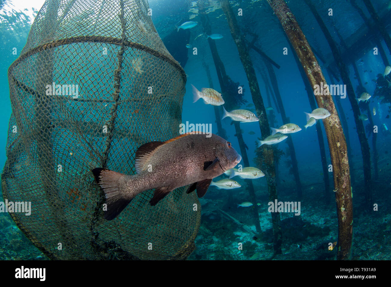 Giant sweetlips (Plectorhincus albovittatus) and orange-striped emperor (Lethrinus obsoletus) under a jetty in Raja Ampat, West Papua, Indonesia. Stock Photo