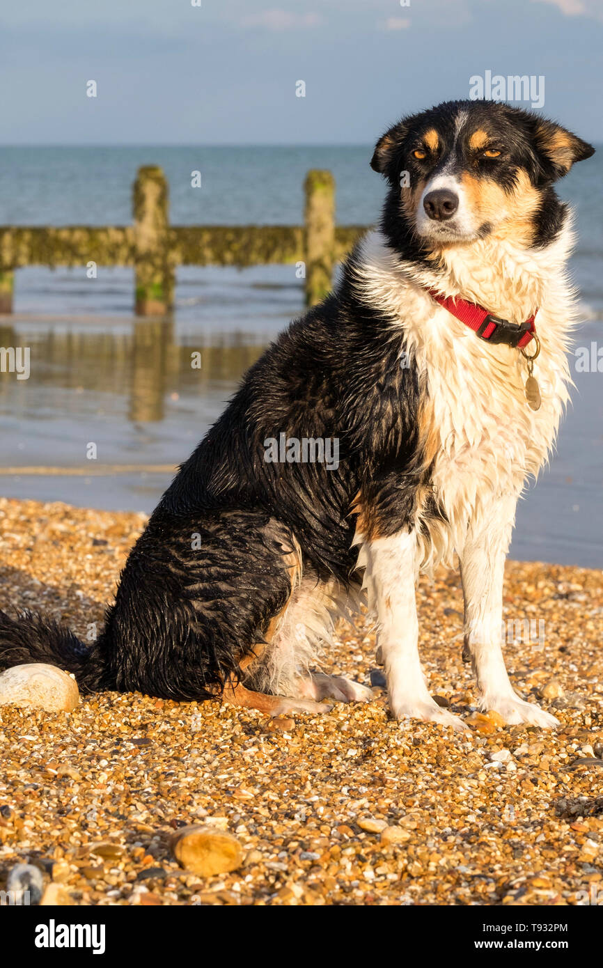 Portrait of a tri-colour border collie dog on a beach uk Stock Photo