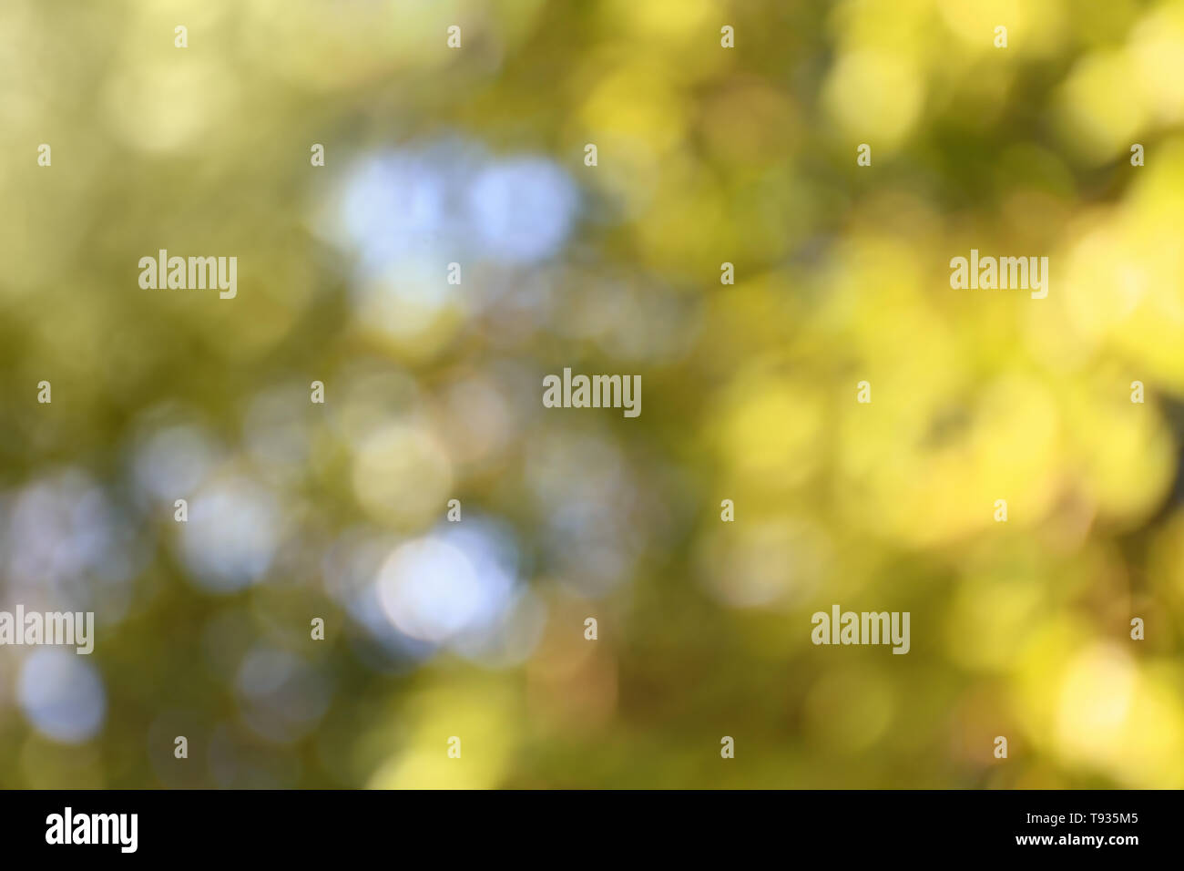 Defocused view lush green park hi-res stock photography and images - Alamy