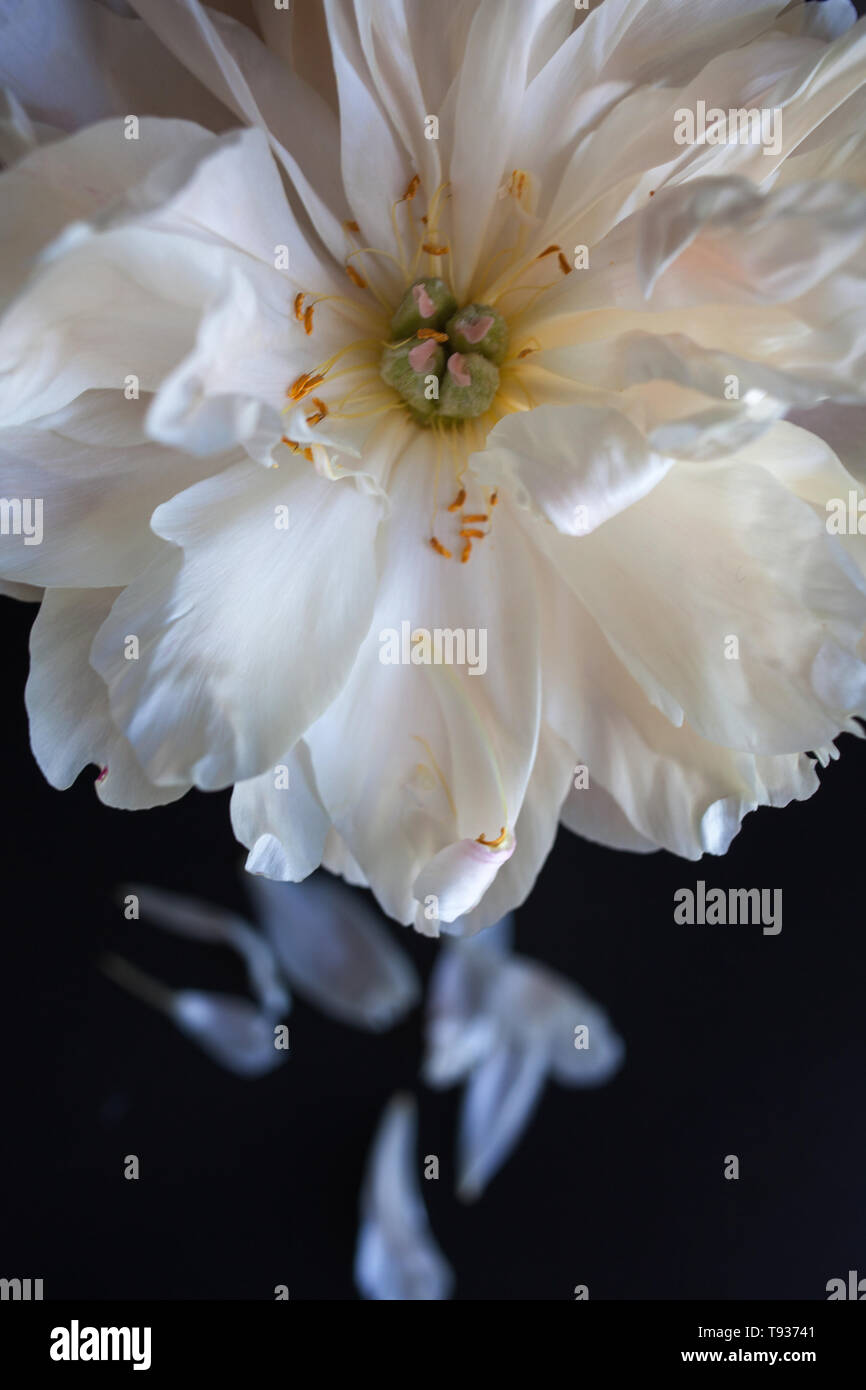 Fading flowers hires stock photography and images Alamy