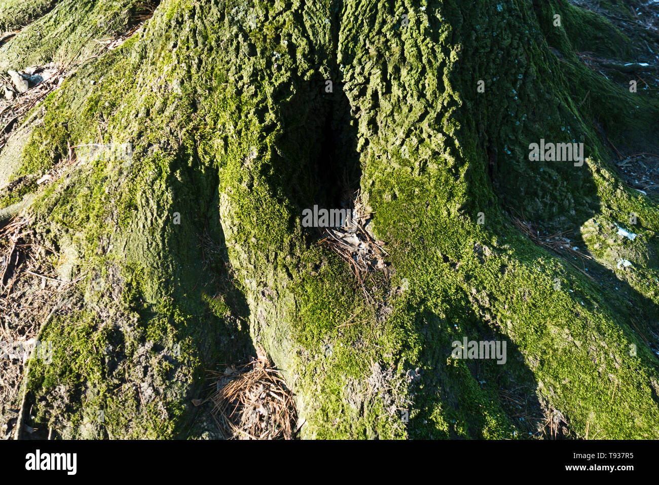 Tree Roots Hole High Resolution Stock Photography and Images - Alamy