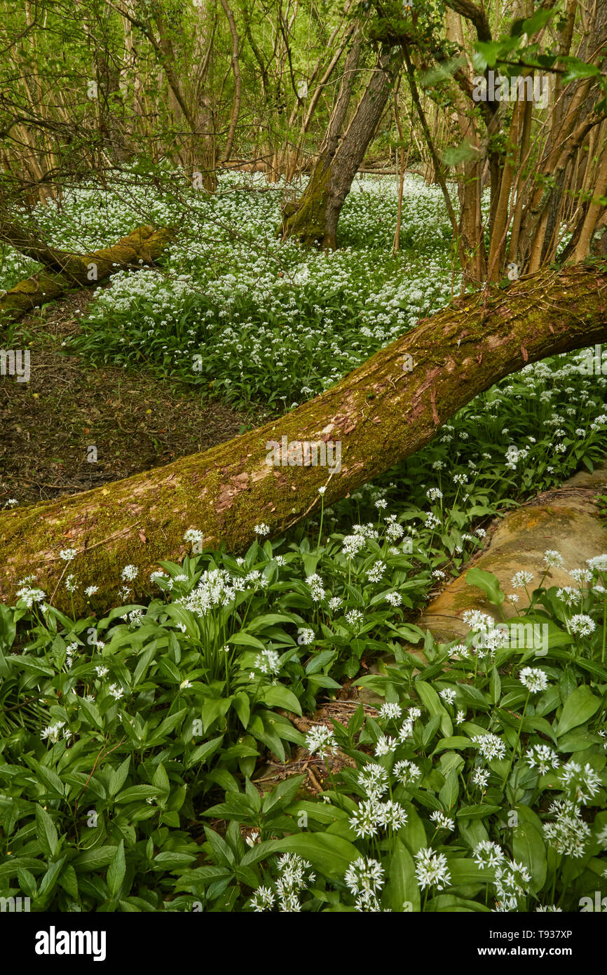 Wild garlic, ransoms in a spring woodland landscape, England, United Kingdom, Europe Stock Photo
