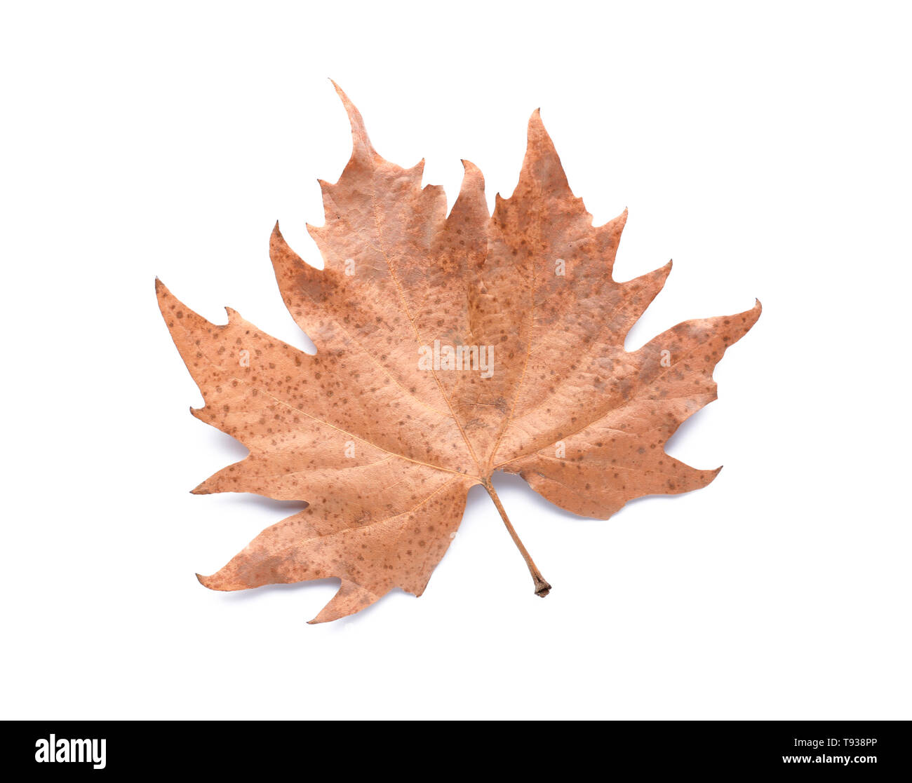 Color autumn leaf on white background Stock Photo