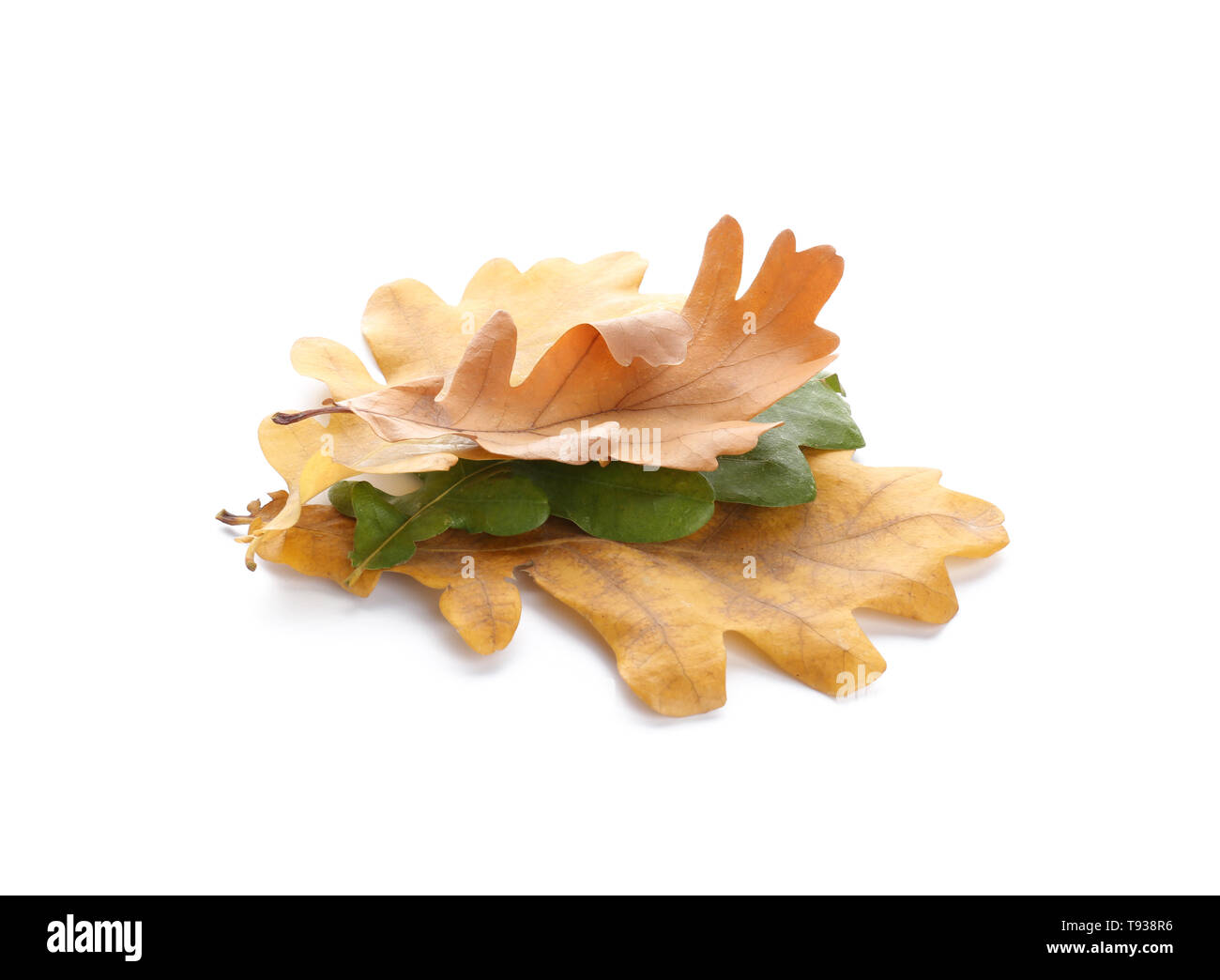Autumn leaves on white background Stock Photo - Alamy