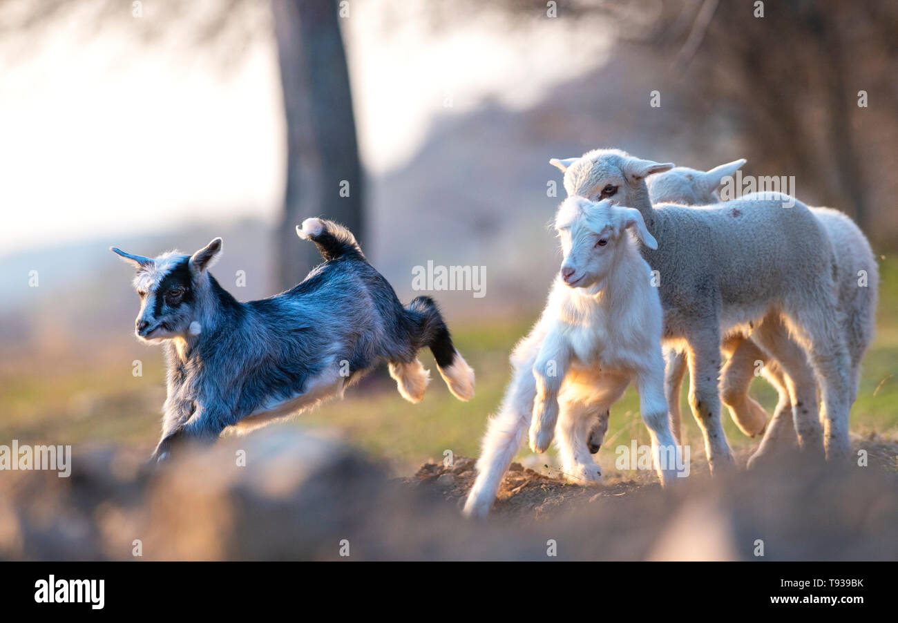 Little goat and lambs running and jumping Stock Photo