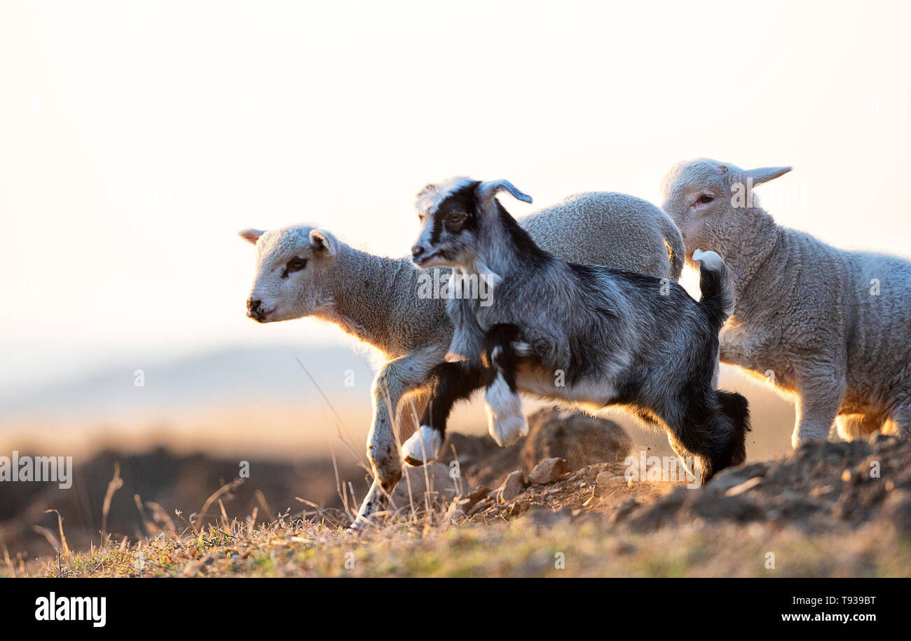 cute kid and lamb running at farm in spring Stock Photo