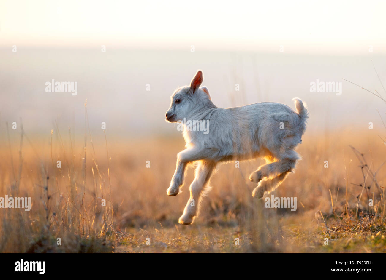 Cute yeanling running on field at sunset Stock Photo