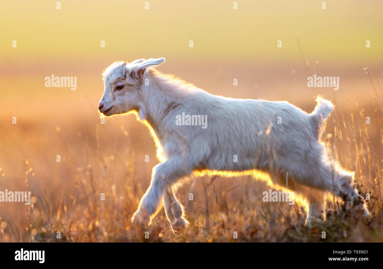 Cute yeanling running on field at sunset Stock Photo