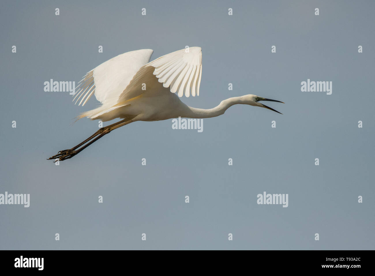Great egret (Ardea alba). Isolated silhouette of a flying bird against the blue sky. Polesie. Ukraine Stock Photo