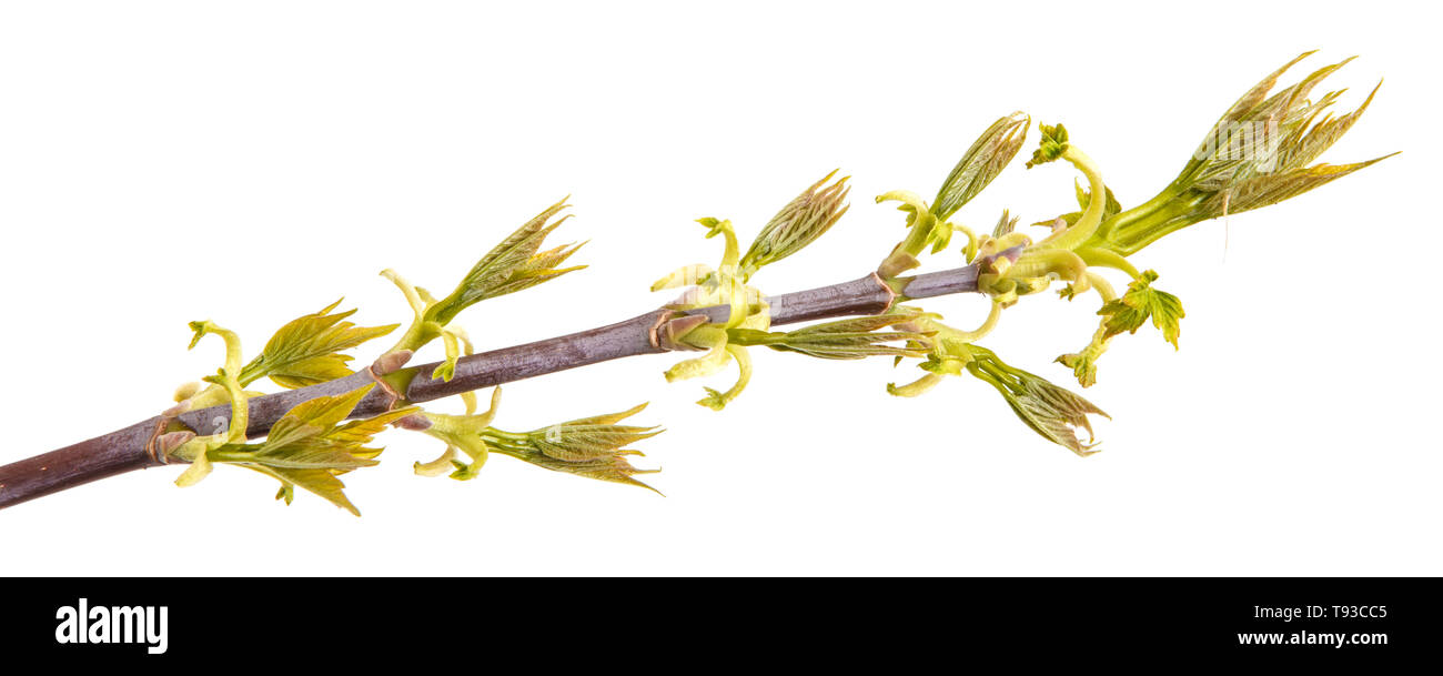 Branch of maple with young leaves isolated on white Stock Photo - Alamy