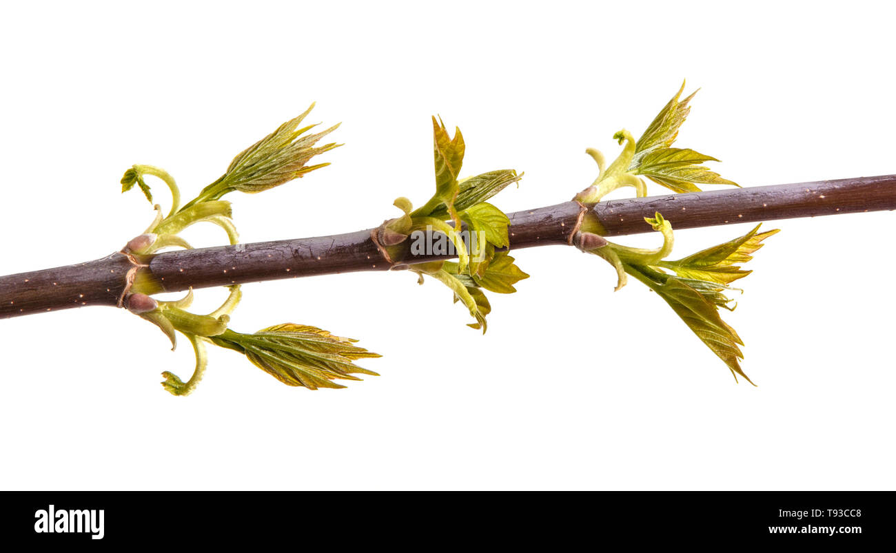 Branch of maple with young leaves isolated on white Stock Photo - Alamy