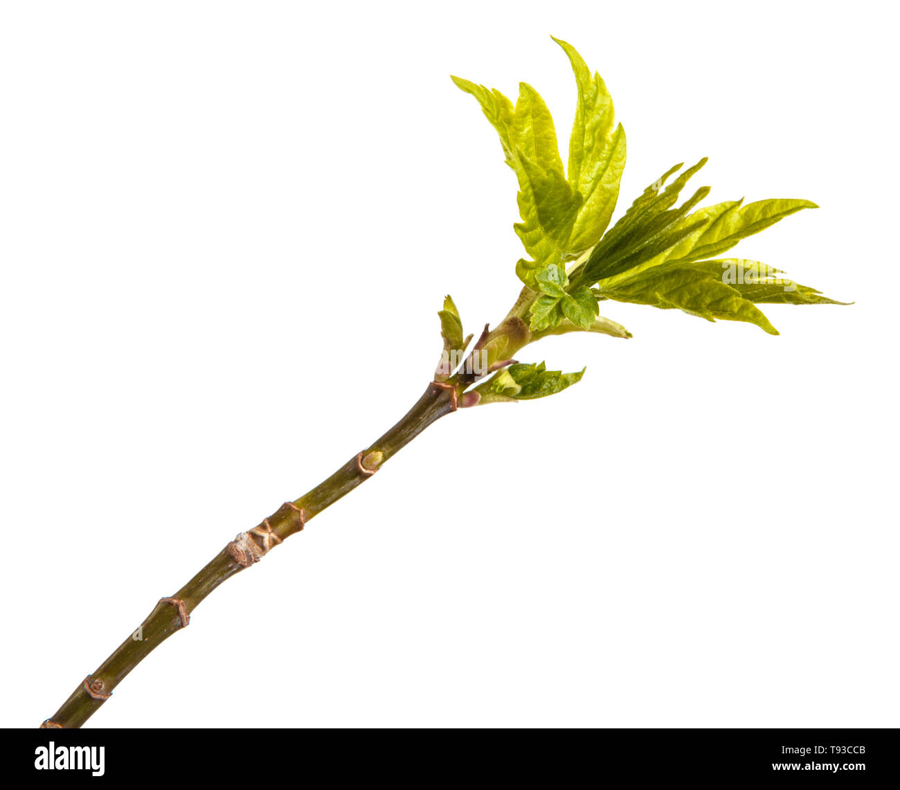 Branch of maple with young leaves isolated on white Stock Photo - Alamy
