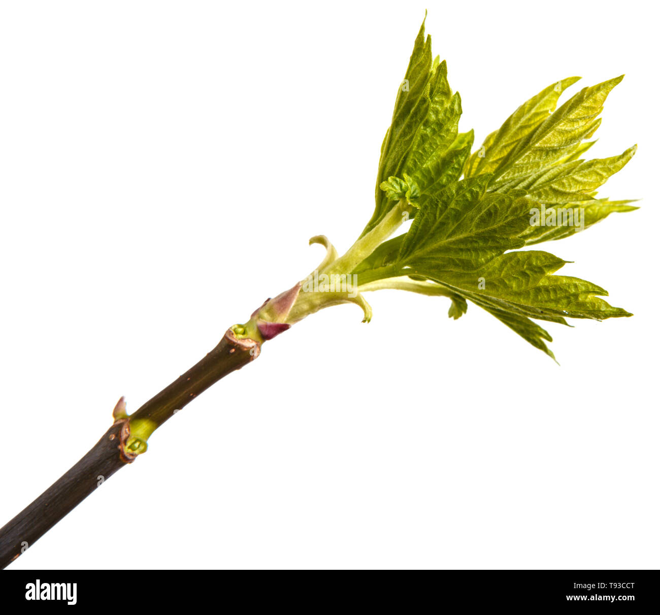 Branch of maple with young leaves isolated on white Stock Photo - Alamy