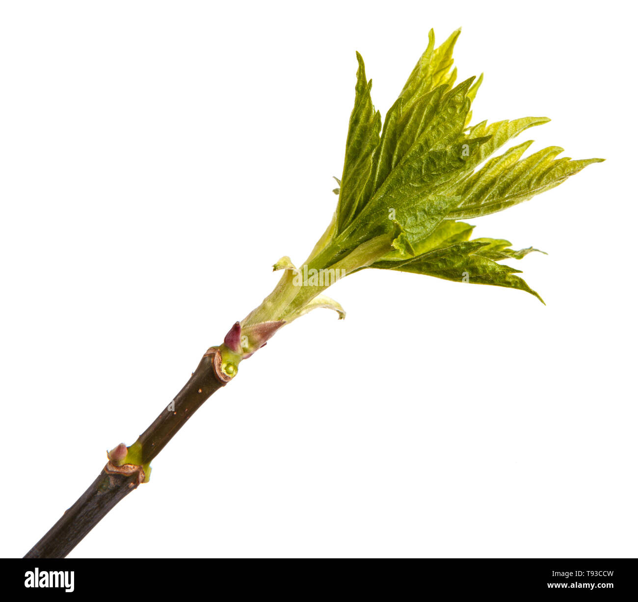 Branch of maple with young leaves isolated on white Stock Photo - Alamy