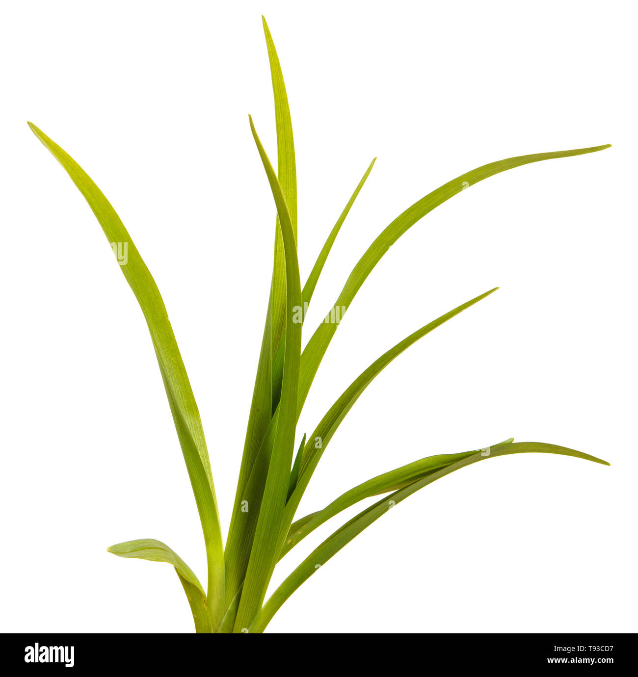 Green leaves of daylily isolated on white Stock Photo
