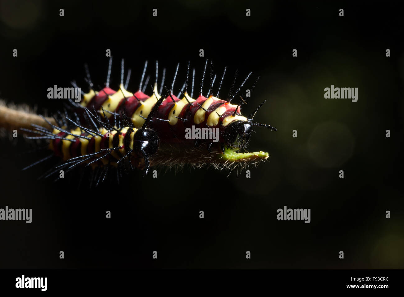 Macro caterpillar on a leaf Stock Photo - Alamy