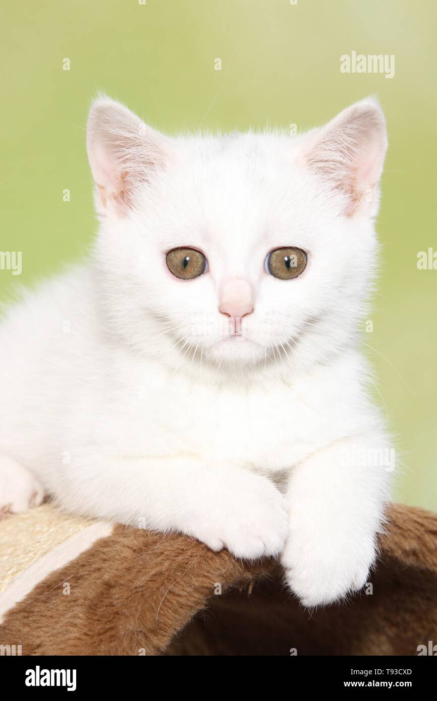 British Shorthair Kitten Stock Photo Alamy