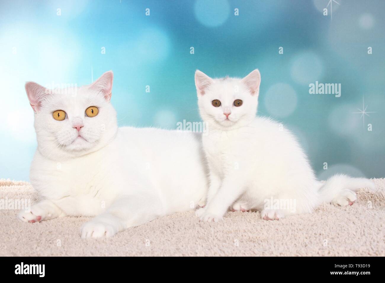 British Shorthair cat and kitten Stock Photo