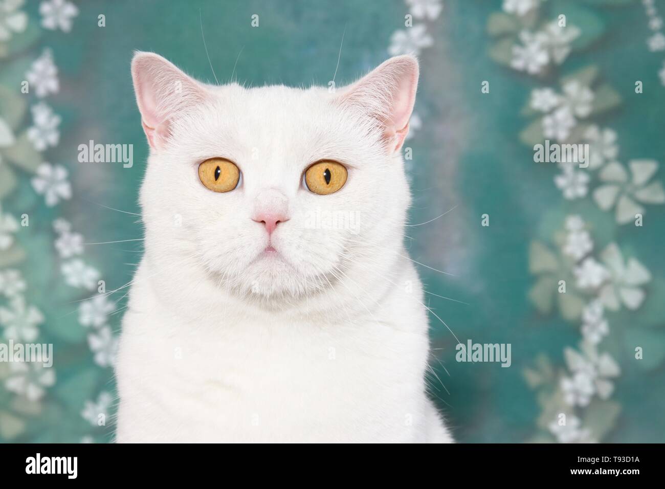 British Shorthair Portrait Stock Photo Alamy