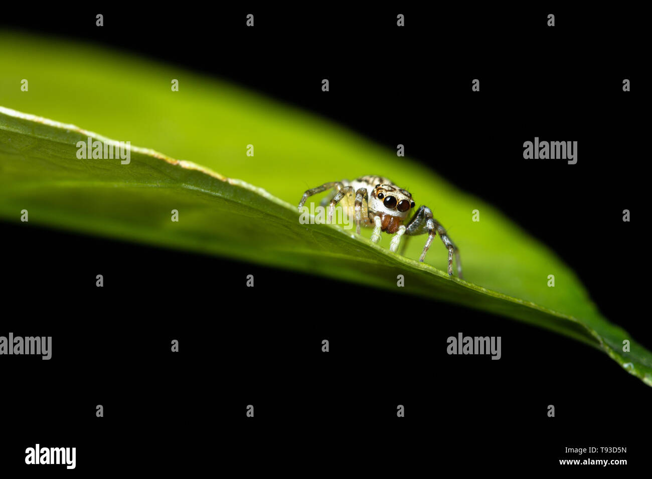Macro spider on the leaf Stock Photo - Alamy