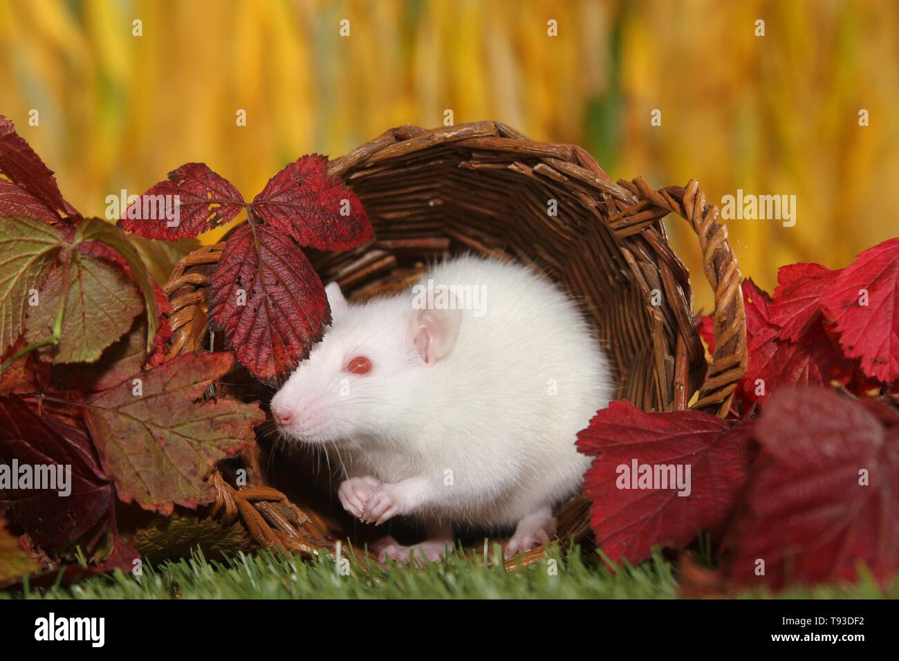 Albino white domesticated rats rattus hi-res stock photography and ...