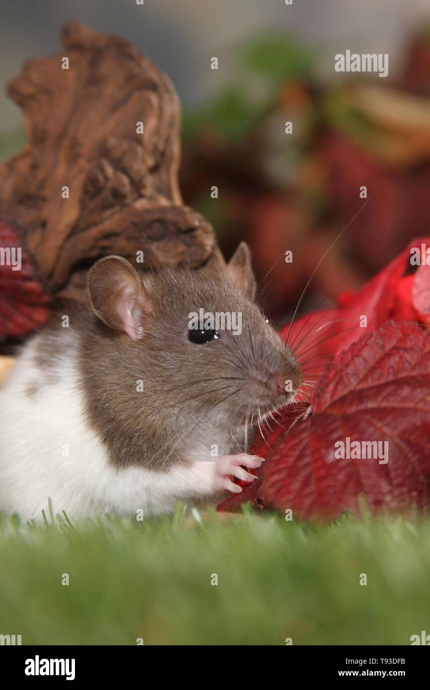 Brown hooded rat hi-res stock photography and images - Alamy