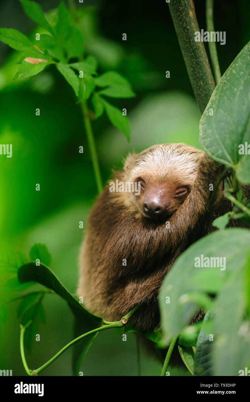 Hoffmann´s two toed baby sloth (Choloepus hoffmanni) sleeping in rainforest / Camino de Cruces National Park, Panama. Stock Photo