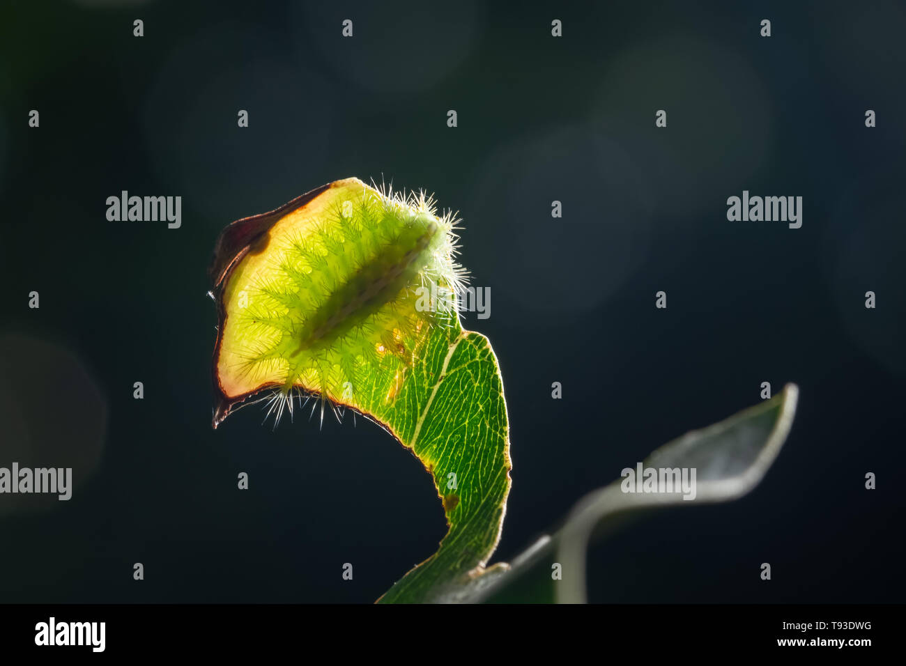 Macro caterpillar on a leaf Stock Photo - Alamy