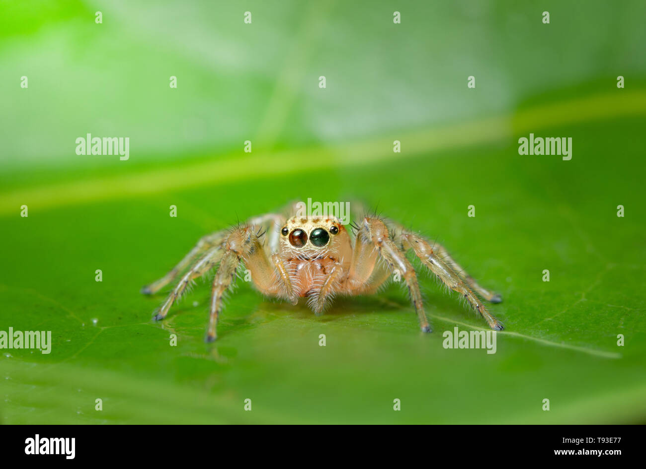 Macro spider on the leaf Stock Photo - Alamy