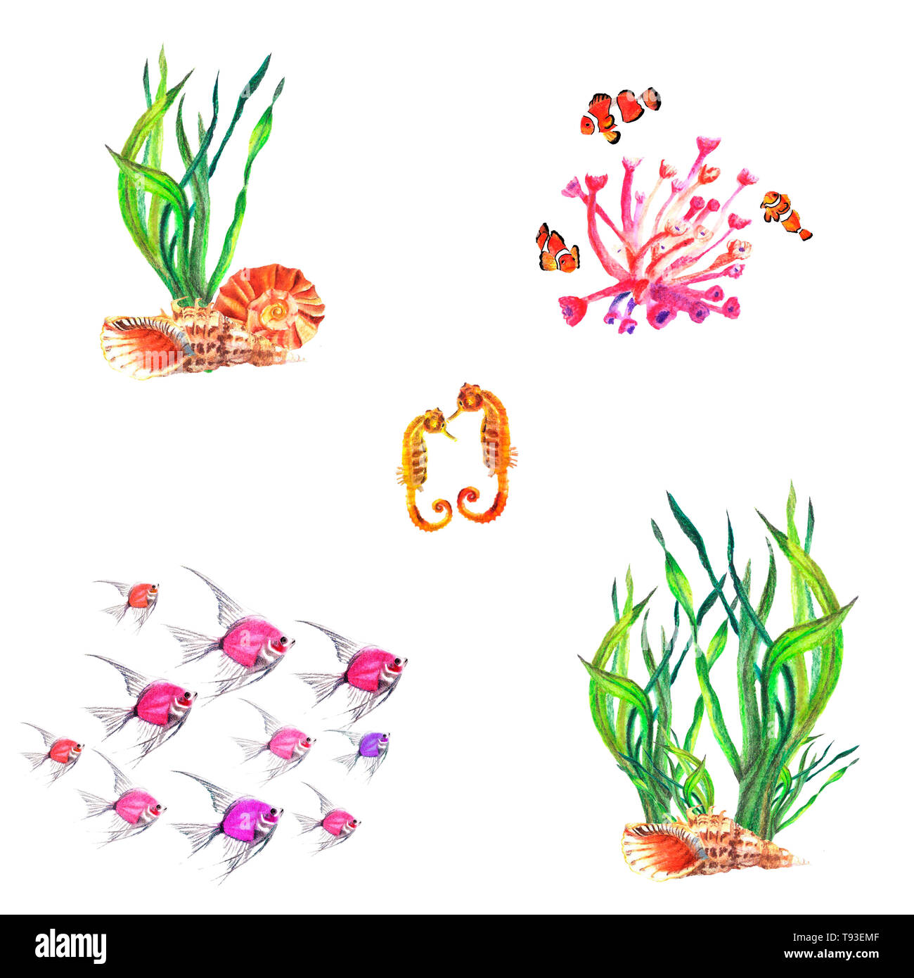 Watercolor hand painted compositions of water-plants, corals, Amphiprion percula, Hippocampus,  Ambassis, shells. Stock Photo