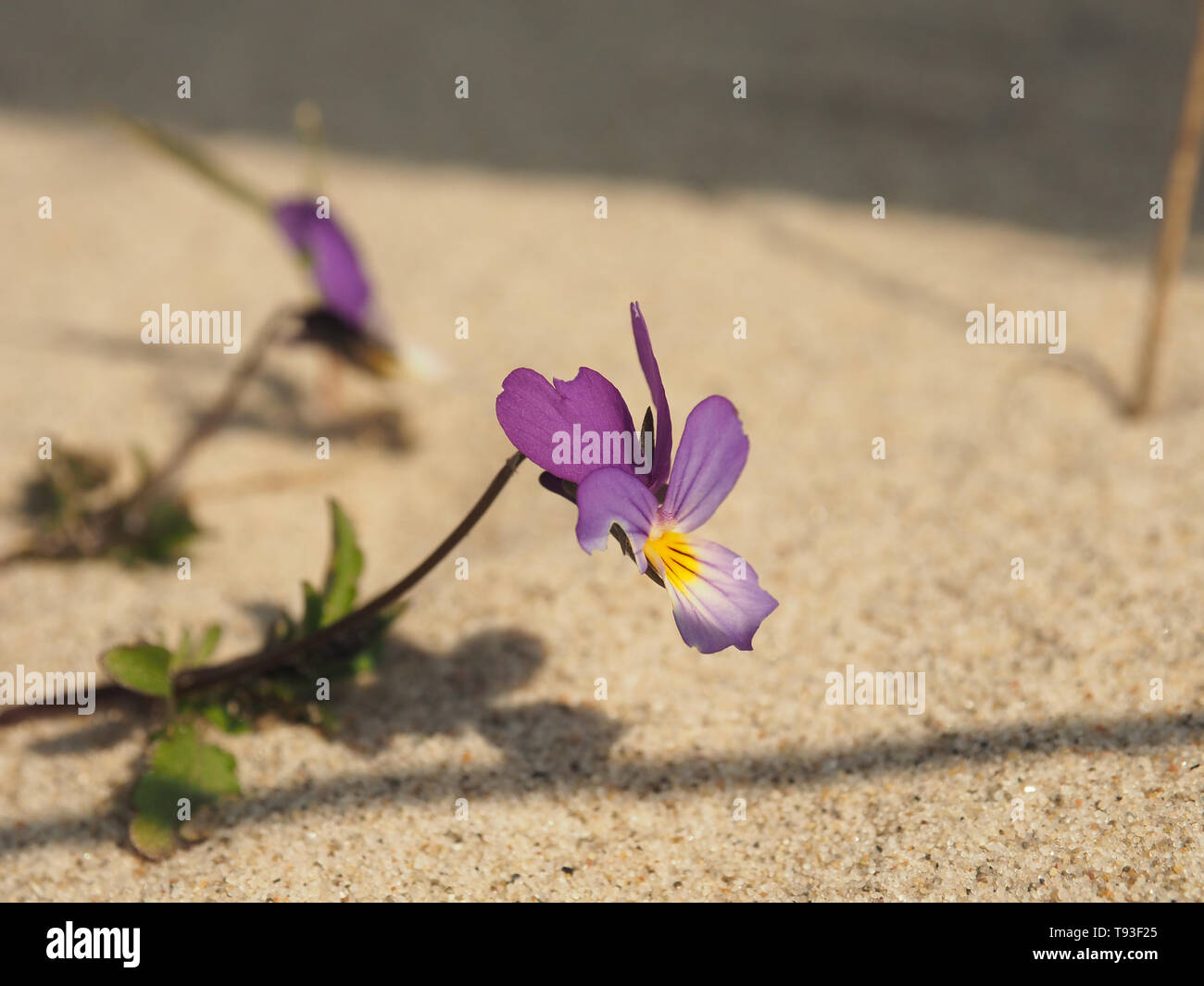 Viola tricolor curtisii, Endangered plant species in the dune Stock Photo