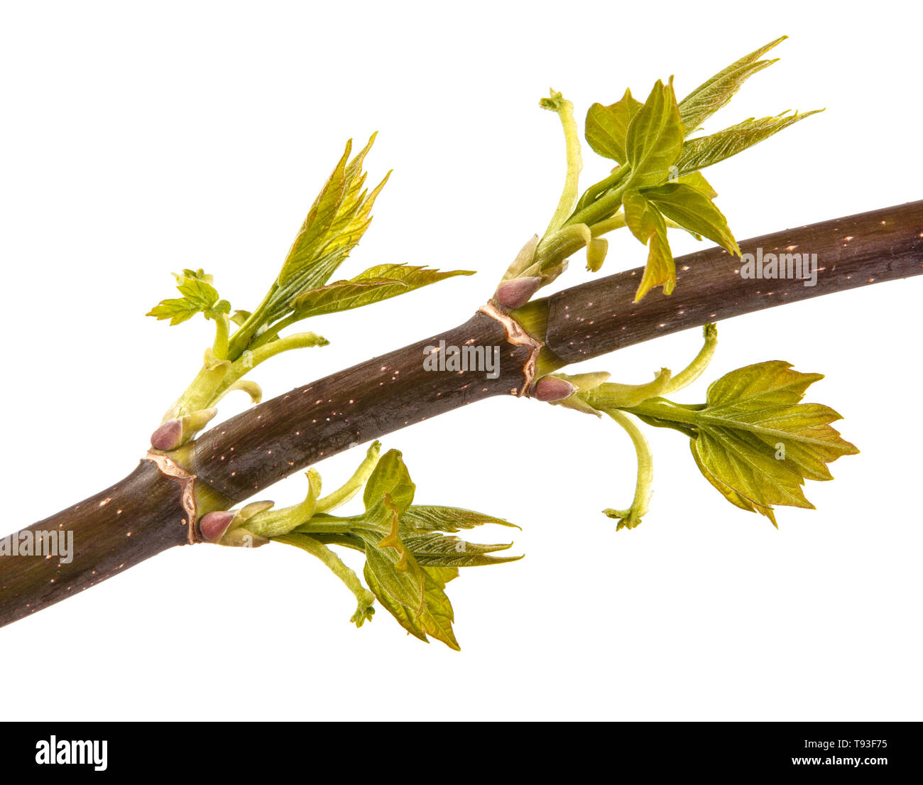 Maple branches with green leaves. Isolated on white Stock Photo - Alamy