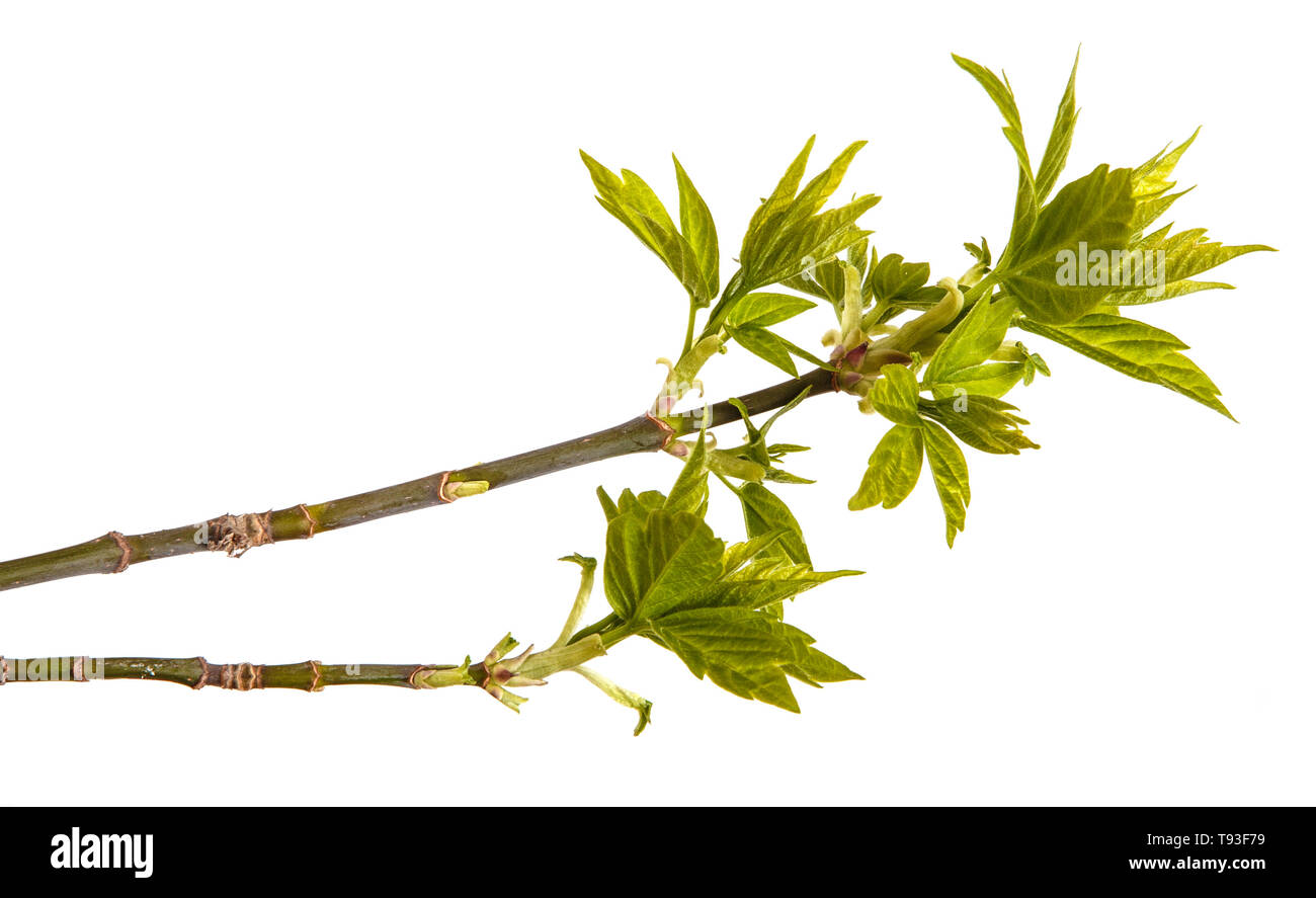 Maple branches with green leaves. Isolated on white Stock Photo - Alamy
