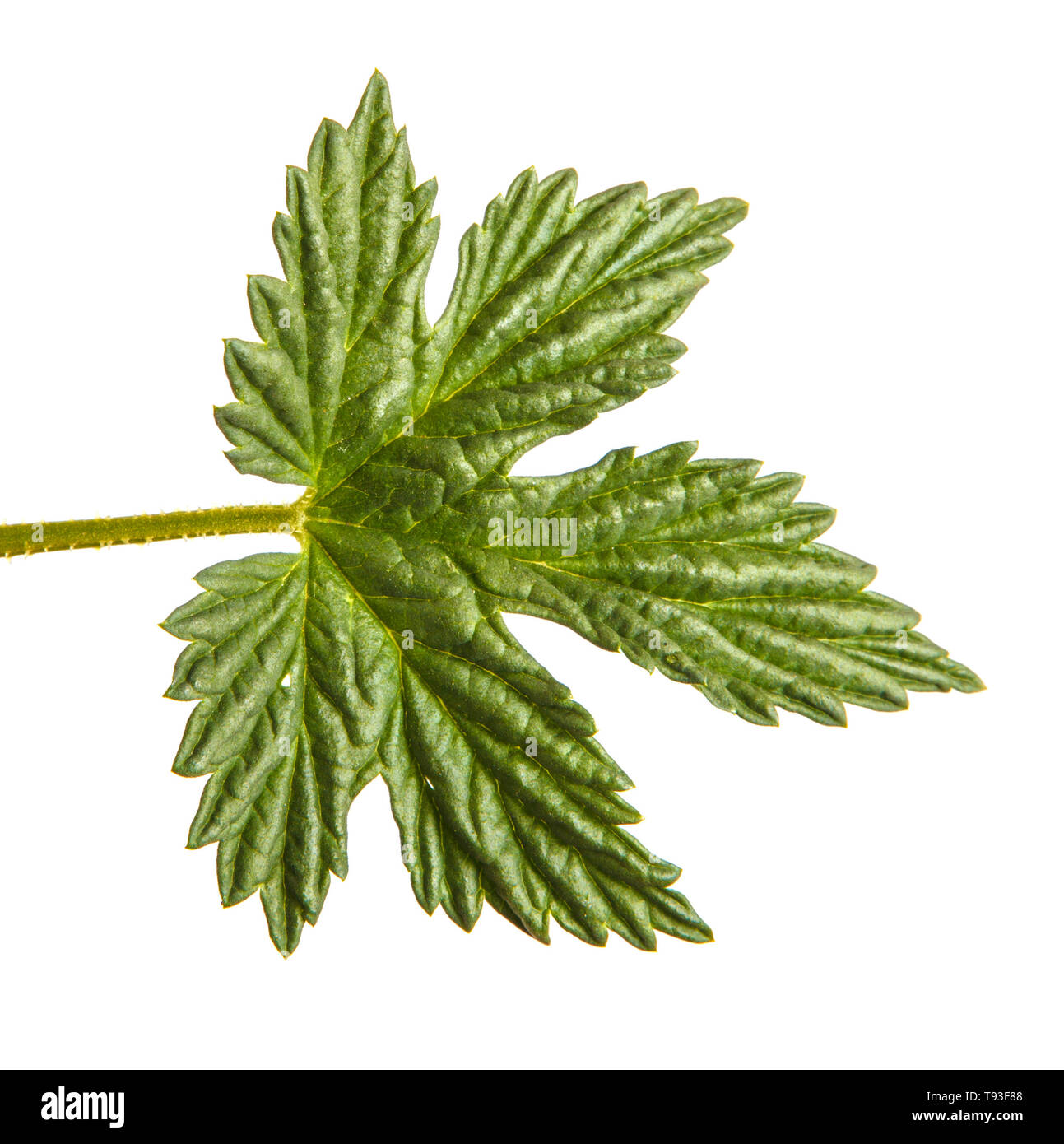 Green leaf hop. Isolated on white Stock Photo