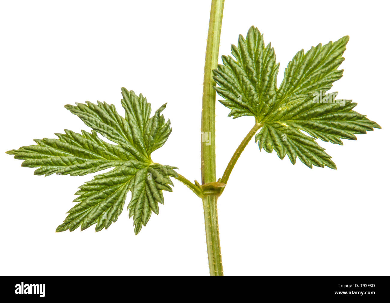 Green leaf hop. Isolated on white Stock Photo