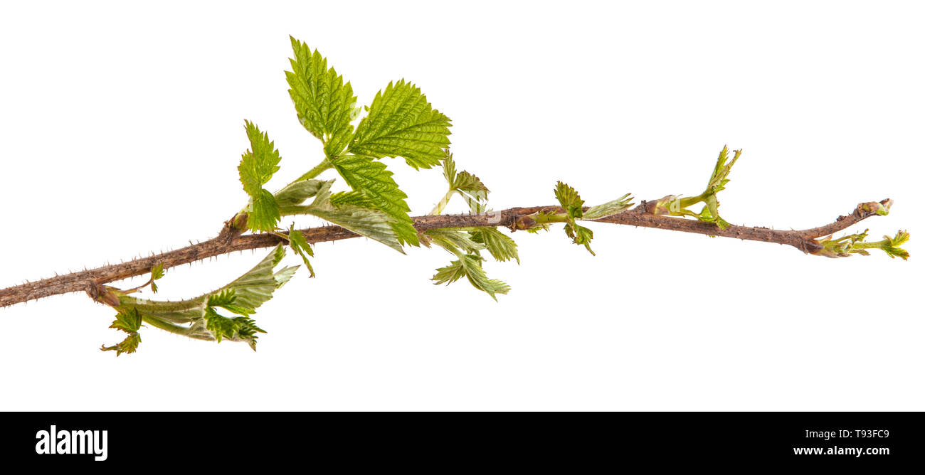 A branch of raspberry with green leaves. Isolated on white Stock Photo ...