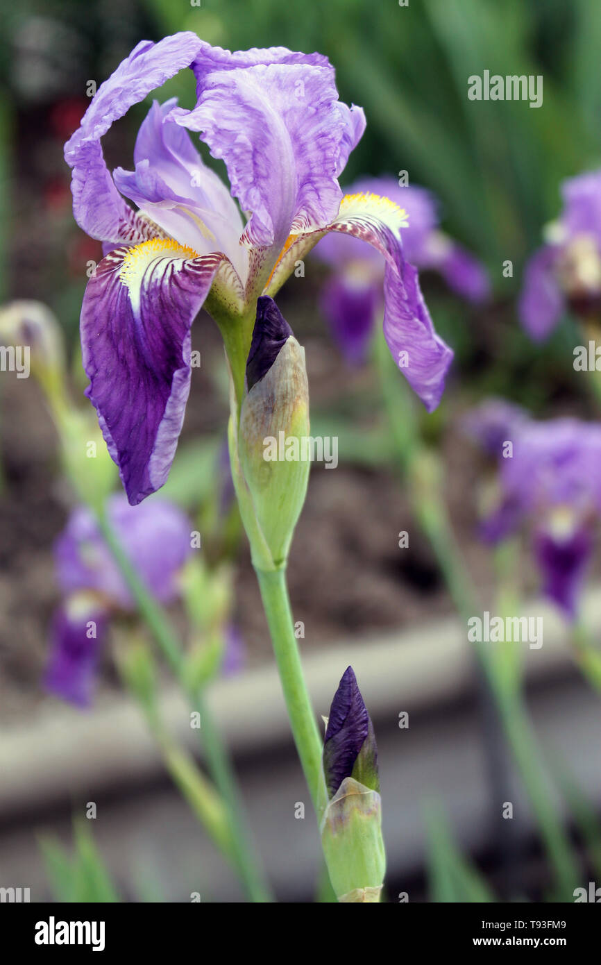 Beautiful purple flower in bloom on a crisp spring morning,The iris flower closeup, Stock Photo