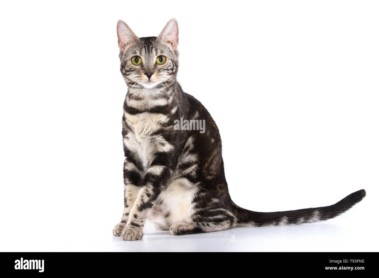sitting Bengal Cat Stock Photo