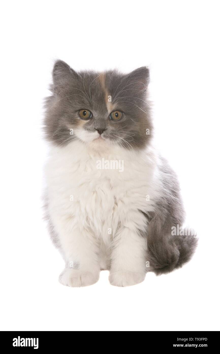German Longhair Cat Stock Photo Alamy
