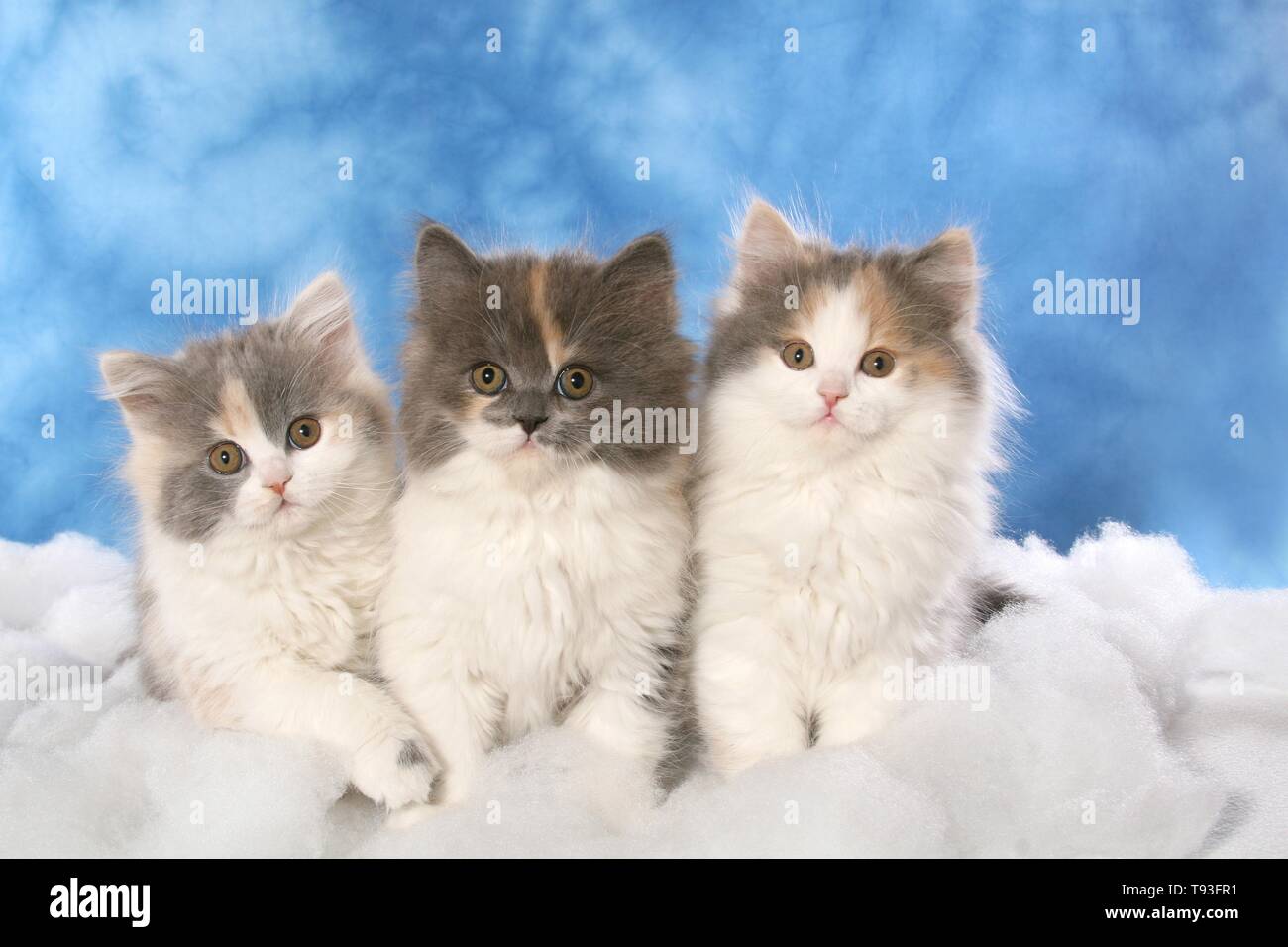 German Longhair Cat Stock Photo