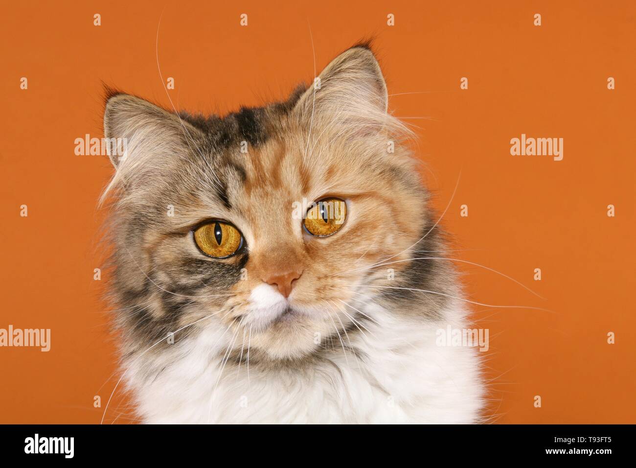 German Longhair Cat Stock Photo Alamy