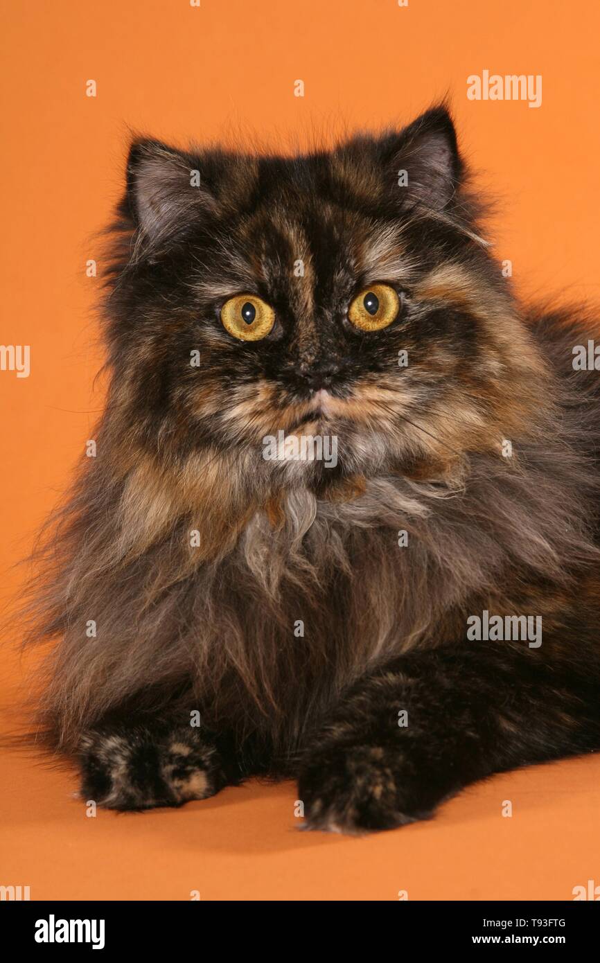 German Longhair Cat Stock Photo
