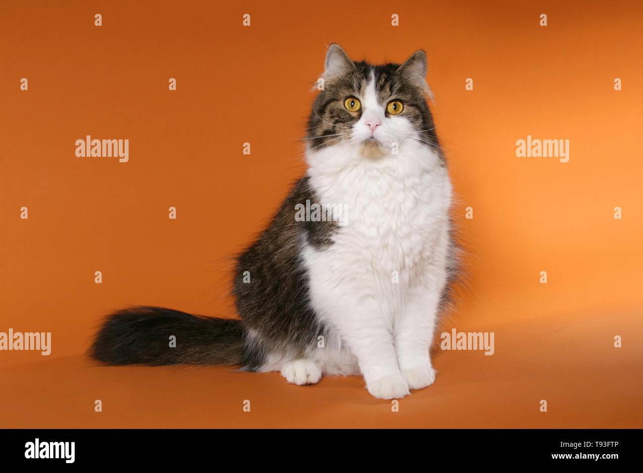 German Longhair Cat Stock Photo Alamy   German Longhair Cat T93FTP 