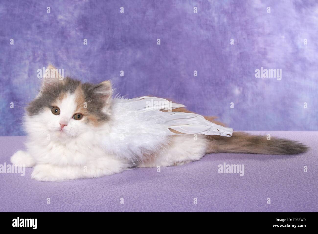 German Longhair Kitten Stock Photo