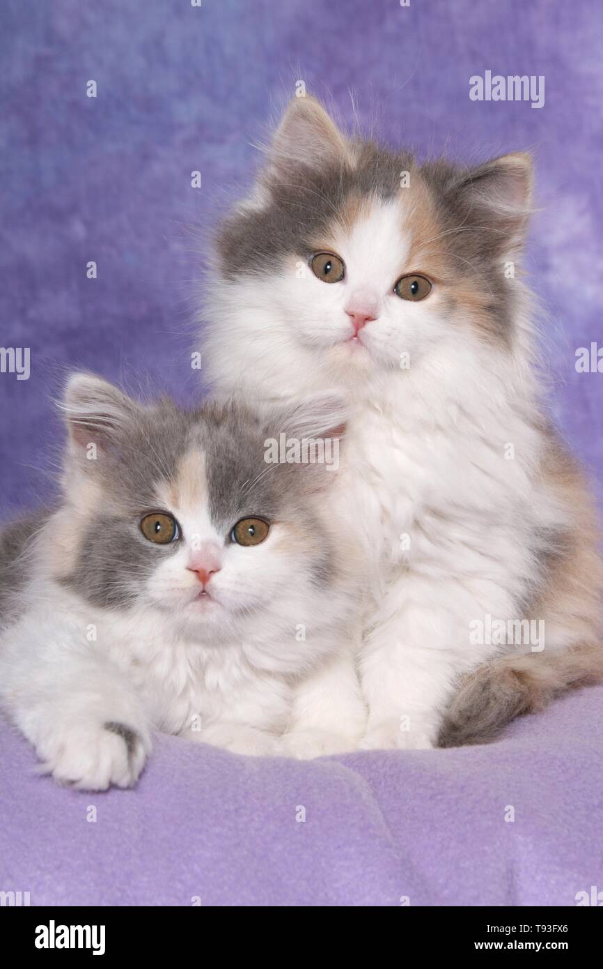 2 German Longhair Kitten Stock Photo